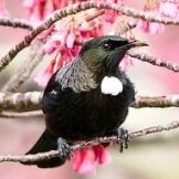 Songbird