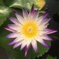 Moonlightlotus