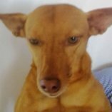 DriksDog
