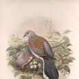 Turtledove85