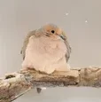 MourningDove